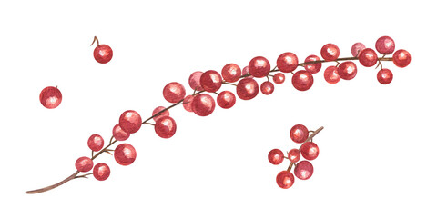 Evergreen cotoneaster branch with bright red berries watercolor illustration on isolated background. Hand painted winter berries without leaves. Floral element for Xmas decor, holiday design.