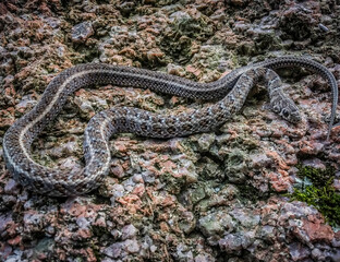 Erythrolamprus almadensis (Almaden ground snake)