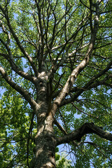 Tree branches reaching towards the blue sky