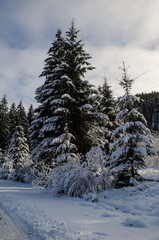 A picturesque winter view of the Carpathians, Ukraine, featuring a snow-laden trail leading through a forest of frosted pine trees.