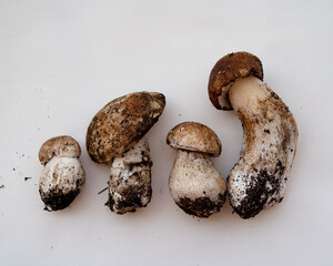 Rustic raw porcini mushrooms showing soil detail, symbol of authentic organic farming, natural product photography, and eco-friendly food concept