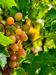Fresh Organic Grapes Close-Up Photography - Perfect for Culinary Arts, Advertising, Social Media, Healthy Living, Event Promotions, and High-Quality Digital Backgrounds for Various Uses.