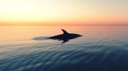 Fototapeta premium Whale fins slicing through the water in a calm ocean at sunset nature photography serene seascape