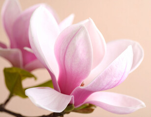 Fototapeta premium beautiful close-up photograph features two delicate pink magnolia flowers with soft, curving petals and prominent stamens. beige background
