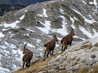 Bouquetins mâles dans le massif du Vercors à l' automne , Isère , France