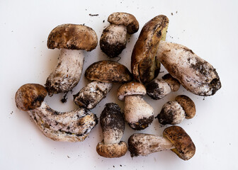 Freshly harvested porcini mushrooms with soil on a white background, perfect for culinary, organic food, and nature concepts