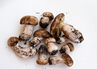 Freshly harvested porcini mushrooms with soil on a white background, perfect for culinary, organic food, and nature concepts