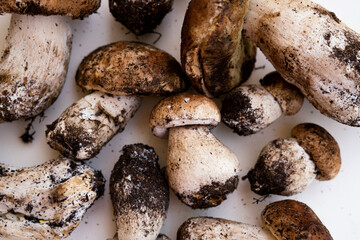 Freshly harvested porcini mushrooms with soil on a white background, perfect for culinary, organic food, and nature concepts