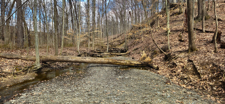 forest in the autumn with a creek