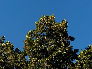 Golden Branches. Blue Sky As Background.