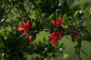 Pomegranate flowers, vibrant in red-orange tones, grow on a branch with glossy, dark green leaves. Some buds are just beginning to open, while others are fully bloomed