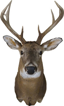 A buck with antlers mounted, with a transparent background