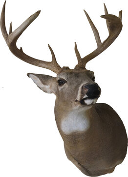 A buck with antlers mounted, with a transparent background