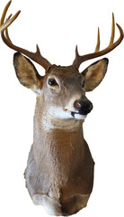 A buck with antlers mounted, with a transparent background