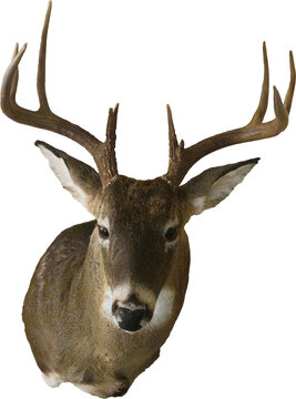 A buck with antlers mounted, with a transparent background