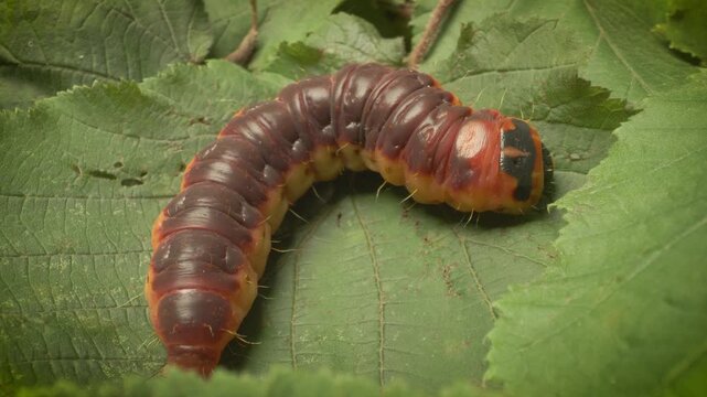Extreme close-up shot of the goat moth larva (Cossus cossus) in its natural habitat