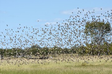 Blutschnabelwebervögel (quela quela) fliegen zum Wasserloch im Etoscha Nationalpark