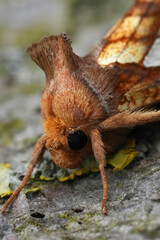 Closeup on a colorful Gold Spot,  owlet moth, Plusia festucae