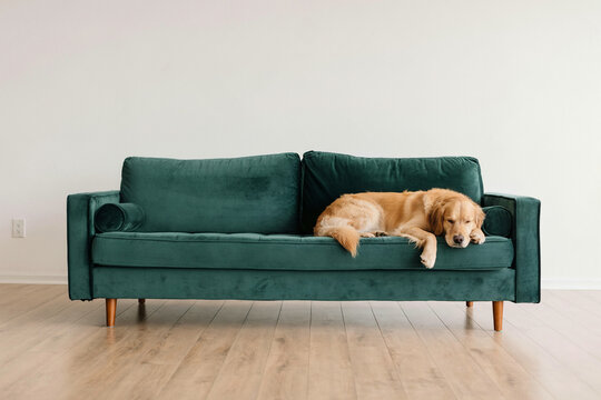 cachorro dormingo no sofa