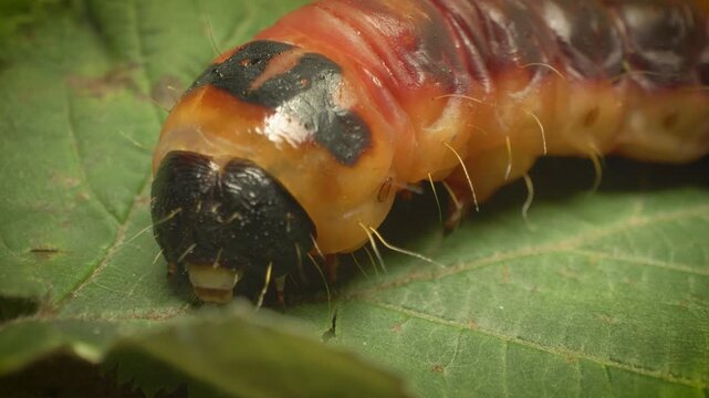 Extreme close-up shot of the goat moth larva (Cossus cossus) in its natural habitat