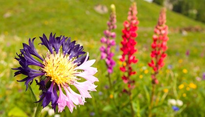 Colorful wildflowers in a meadow