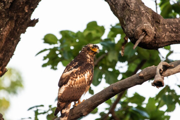 Crested serpent eagle perched on a branch in india