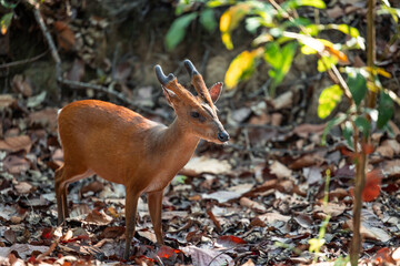 Indian Muntjac Deer exploring the forest floor in India
