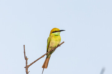 Obraz premium Green bee-eater perched on a branch in India