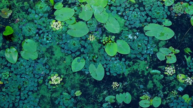 Lush underwater greenery drifting across shadowy water, forming delicate botanical patterns within peaceful aquatic ecosystem