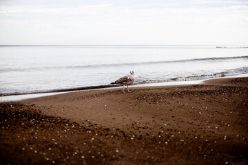 mewa, ptaki, morze, Bałtyk, © Estera