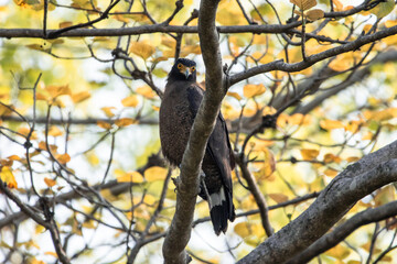 Crested Serpent Eagle perched on a branch in India
