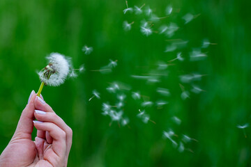 Fototapeta premium Hand Holding Dandelion – Seeds Blowing in Wind on Green Field