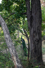 Indian peacock resting on a tree branch in the forest