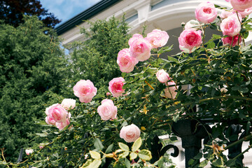 Blooming pink roses climbing on wrought iron fence against house and greenery