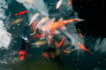 Colorful koi and goldfish swimming gracefully in clear reflective pond water