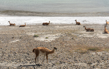  Lama guanicoe guanacos in the mountains View of the mountain landscape in the national park Torres del Paine, Patagonia, Chile, South America