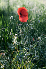 Bright red poppy flower blooming in summer field with soft green background