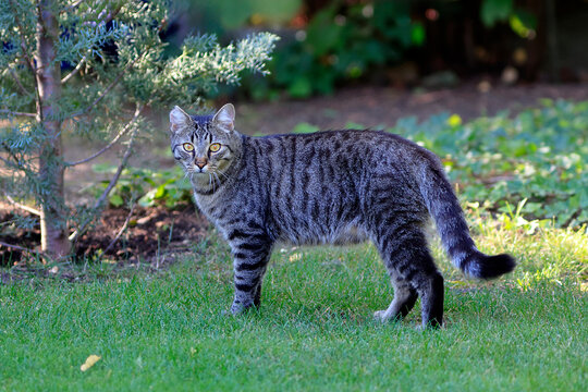 Eine Freig&auml;nger-Katze besucht neugierig einen fremden Garten
