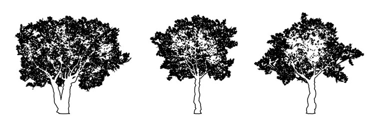 Set or collection of European Olive trees as black line drawing silhouette on white background. Concept or conceptual vector for nature, planet, ecology conservation, strength, endurance and  beauty