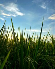 green grass and blue sky