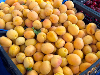 Yellow apricots stacked in crate on outdoor market display. Agriculture, farming, and seasonal fruit harvest with nutrition and healthy lifestyle.