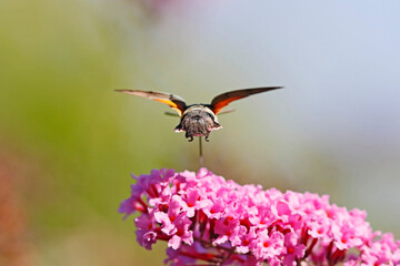 Fototapete bei efototapeten.de bestellen   