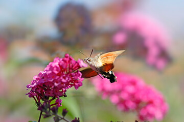 Ein Taubenschwänzchen schwebt über den Blüten eines Schmetterlingsstrauches