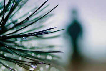 Close-up view of dew drops on pine needles with a soft blurred background