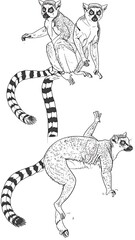 Fototapeta premium Two lemur illustrations, presented in a detailed black and white line drawing style, showcase the distinctive features of the primates.