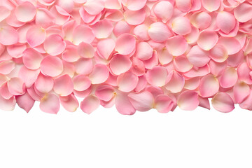 Obraz premium Soft pink rose petals scattered on black isolated on white background