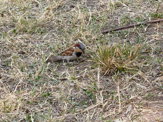Obraz premium Sparrow standing on dry grass in natural environment. Wildlife, bird watching and outdoor observation of small animal species.