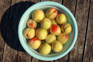 Freshly picked nectarines in a blue bowl on a wooden surface, sunlight creating shadows.