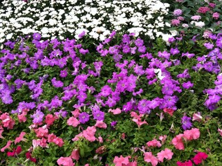 White Purple Pink Flowers in group