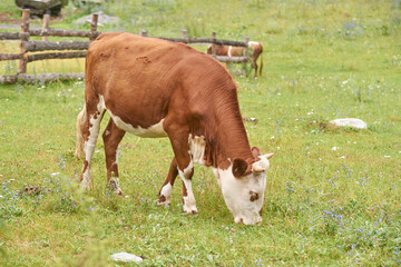 Obraz premium Brown and white cow grazing in verdant meadow near rustic wooden fence on a sunny day.